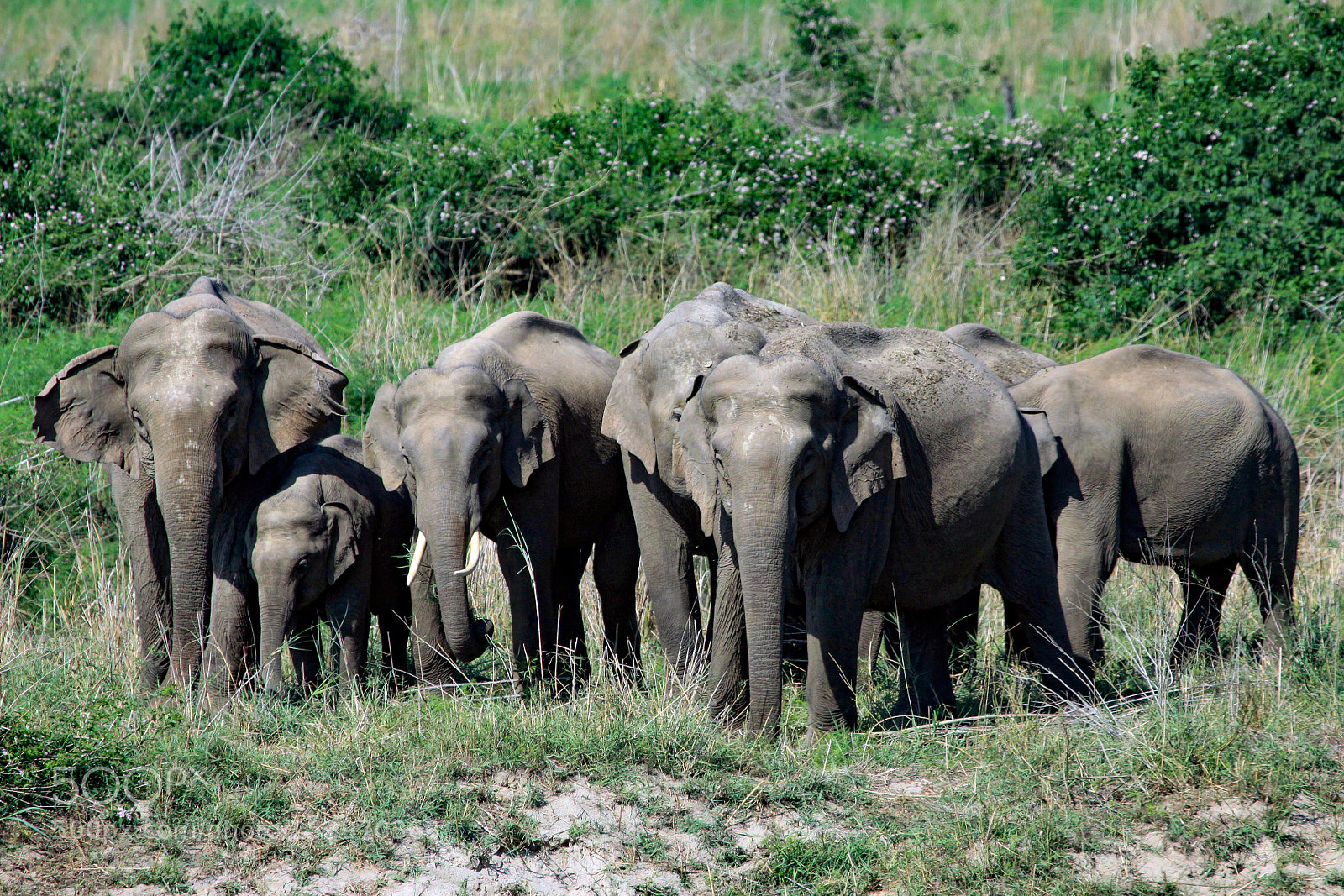 Canon EOS 50D sample photo. Indian elephant jim corbett photography