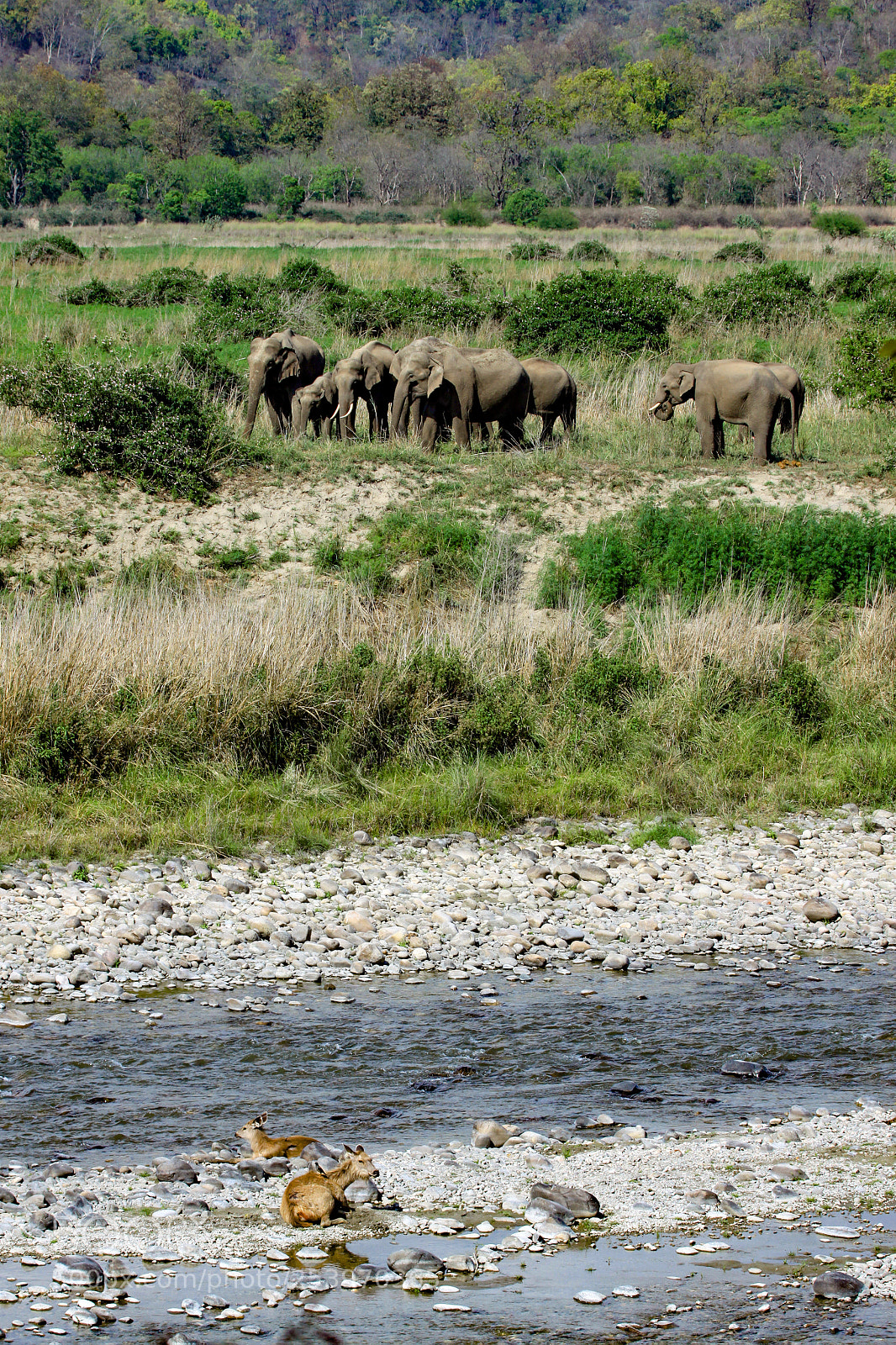 Canon EOS 50D sample photo. Indian elephant jim corbett photography