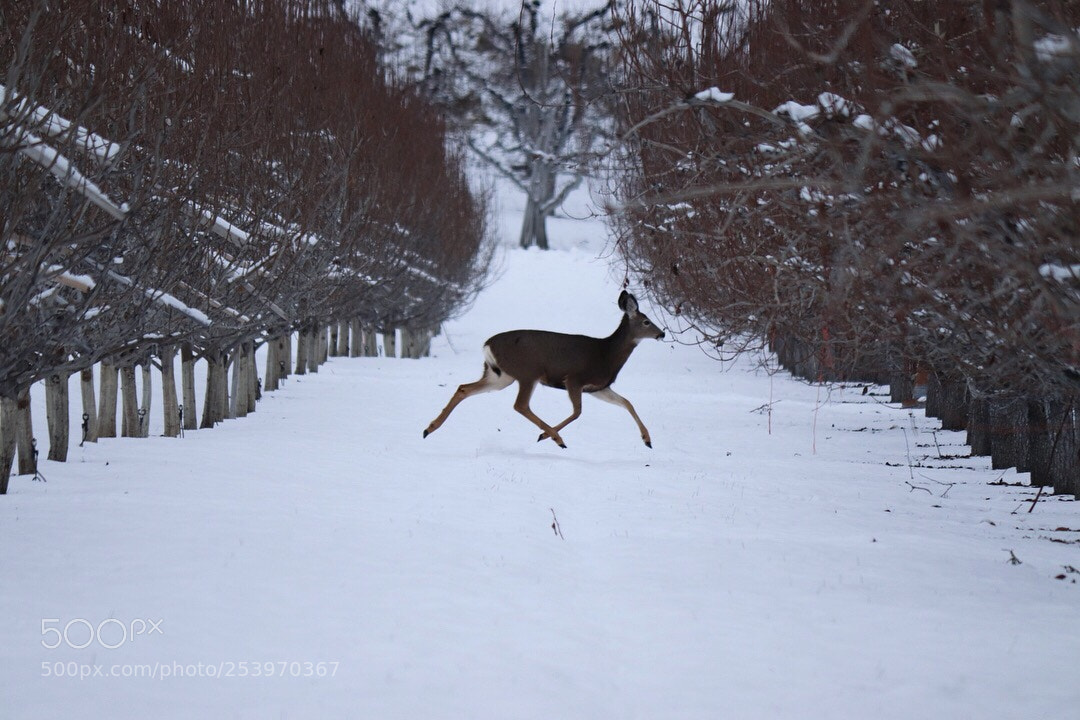 Canon EOS 200D (EOS Rebel SL2 / EOS Kiss X9) sample photo. Reindeer in action.  photography