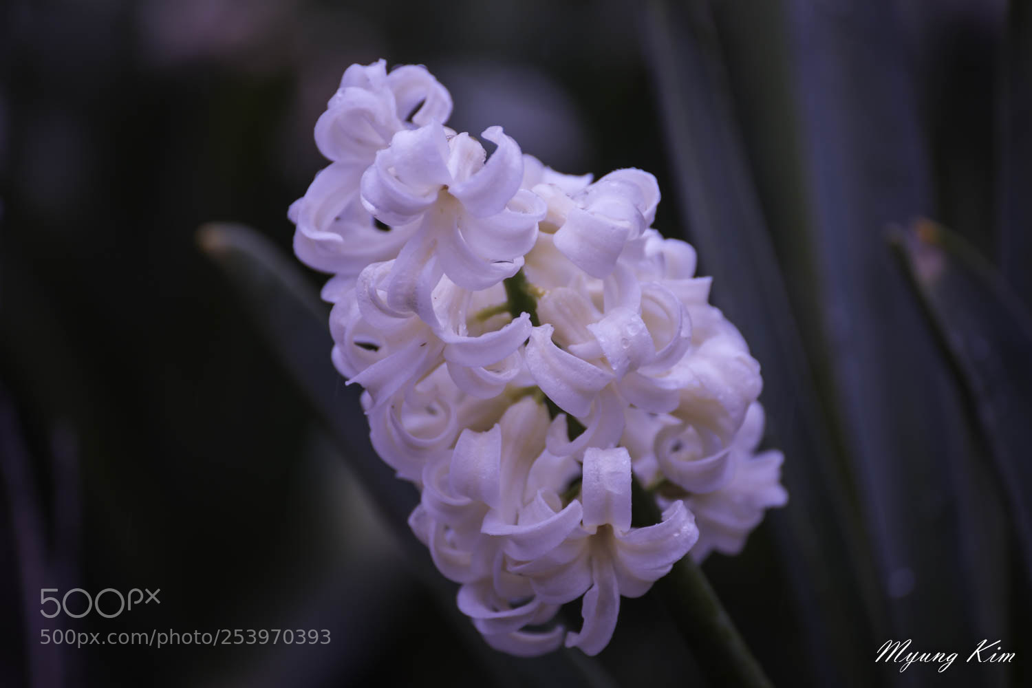 Canon EOS 5D Mark IV sample photo. Pa photography