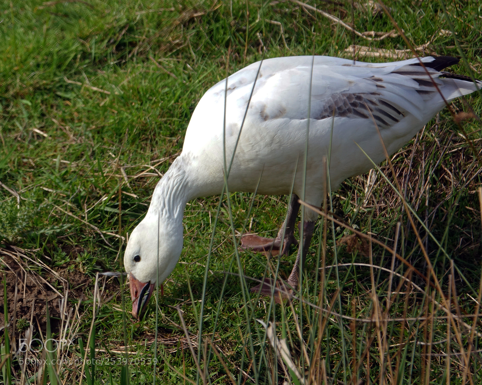 Sony Cyber-shot DSC-RX10 III sample photo. Snow goose photography