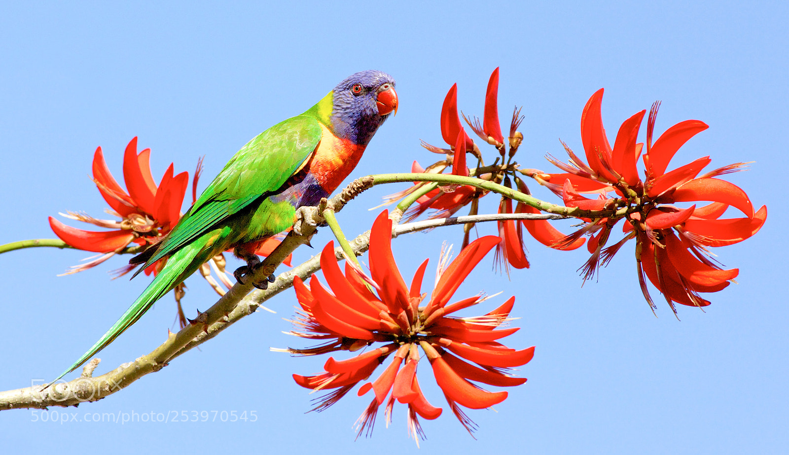 Canon EOS 5D Mark II sample photo. Rainbow lorikeet photography