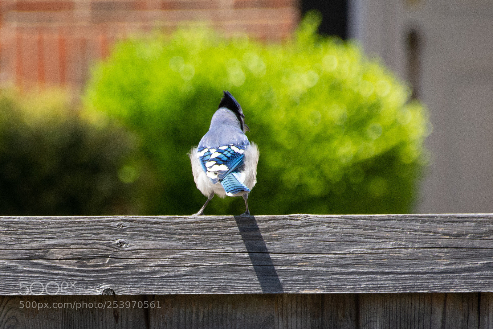 Nikon D7100 sample photo. Blue jay visit photography