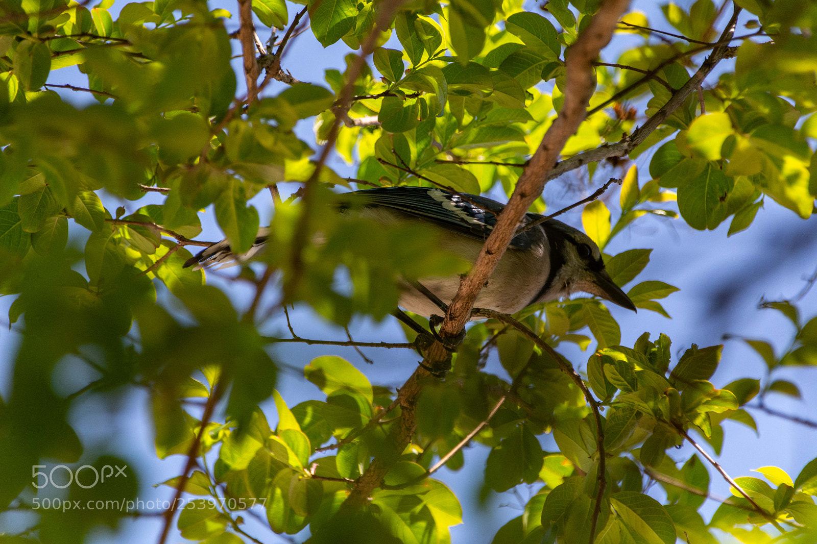 Nikon D7100 sample photo. Blue jay visit photography