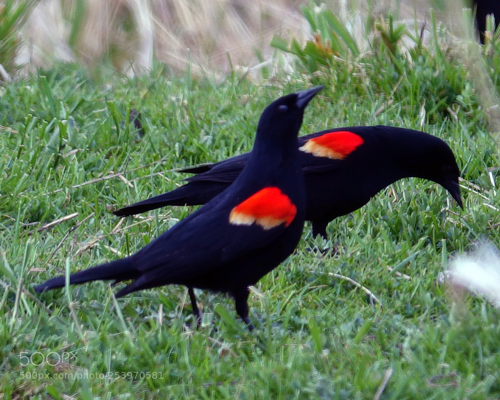 Sony Cyber-shot DSC-RX10 III sample photo. Red winged black birds photography