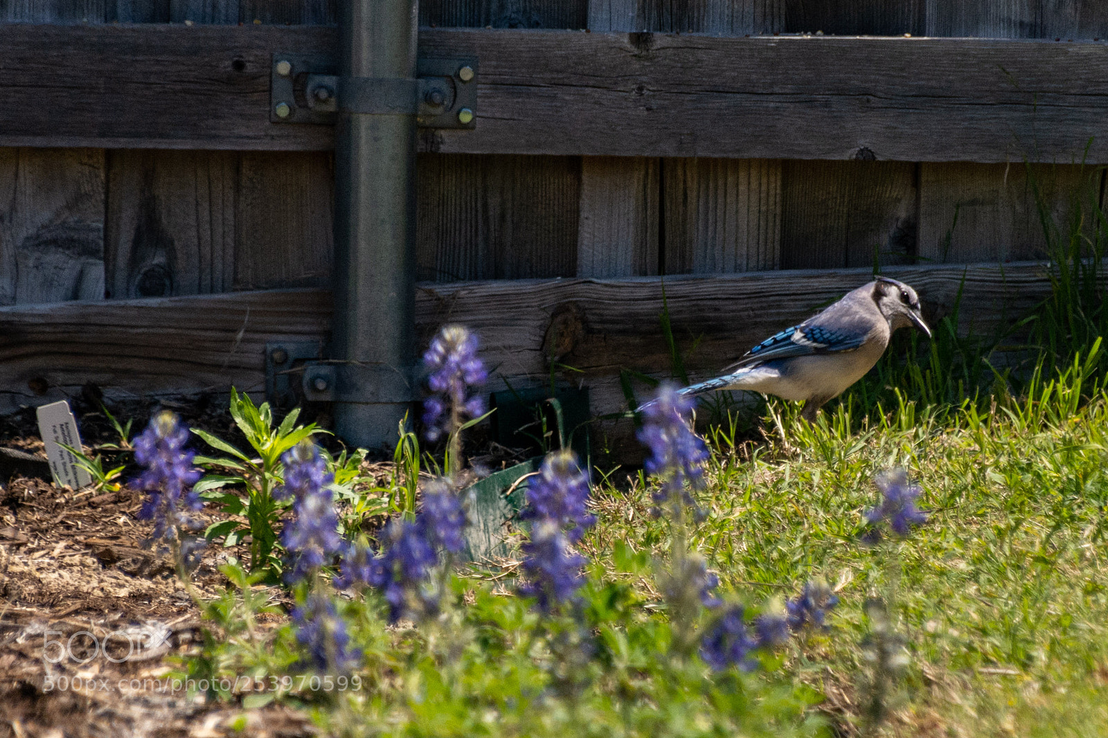Nikon D7100 sample photo. Blue jay visit photography