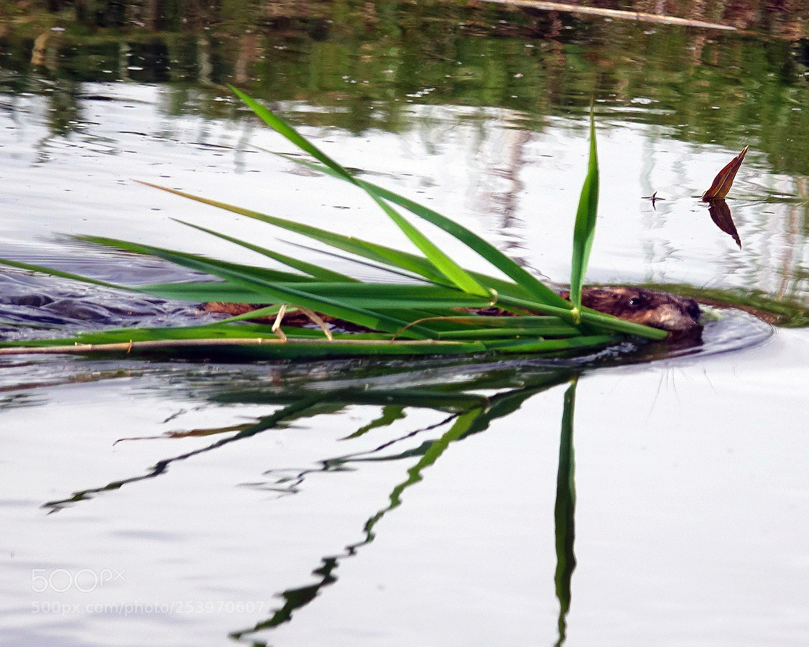Sony Cyber-shot DSC-RX10 III sample photo. Beaver? photography