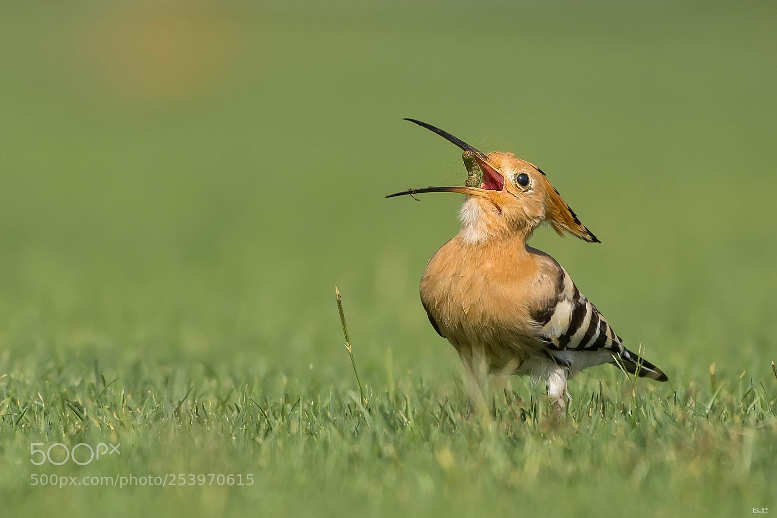 Nikon D7200 sample photo. 'the toss' eurasian hoopoe photography