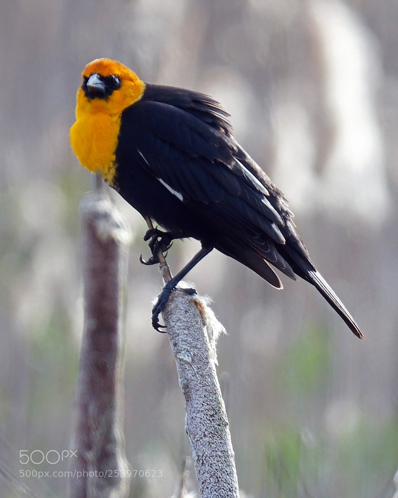 Sony Cyber-shot DSC-RX10 III sample photo. Yellow headed blackbird photography