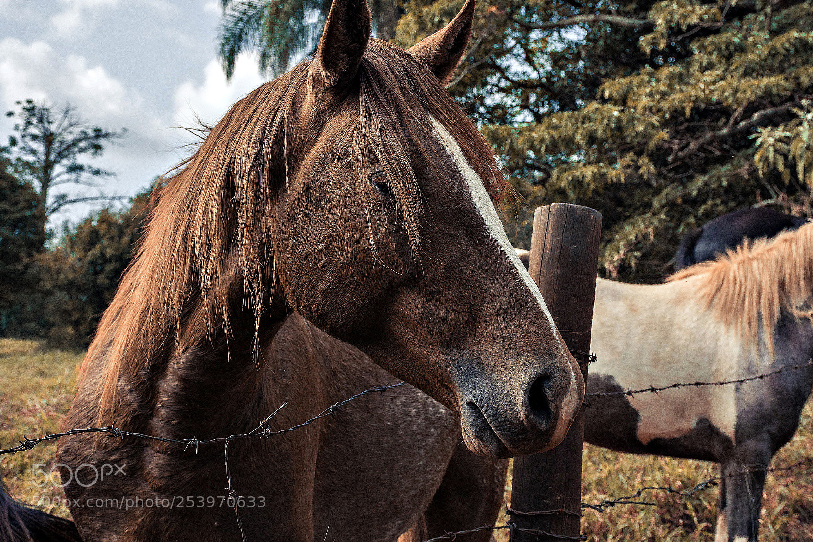 Nikon D7200 sample photo. Horse photography