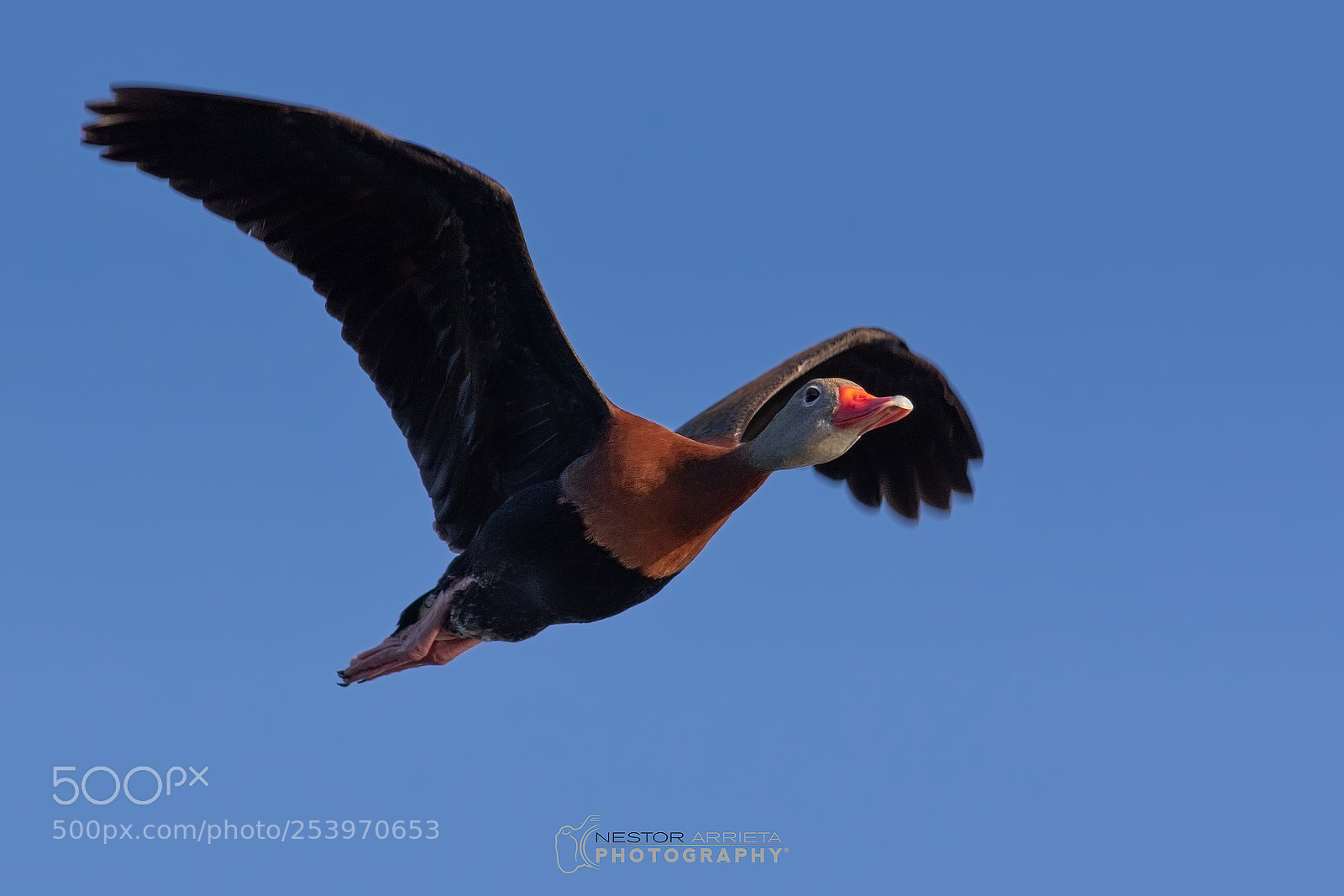 Canon EOS 7D Mark II sample photo. Whistling duck photography