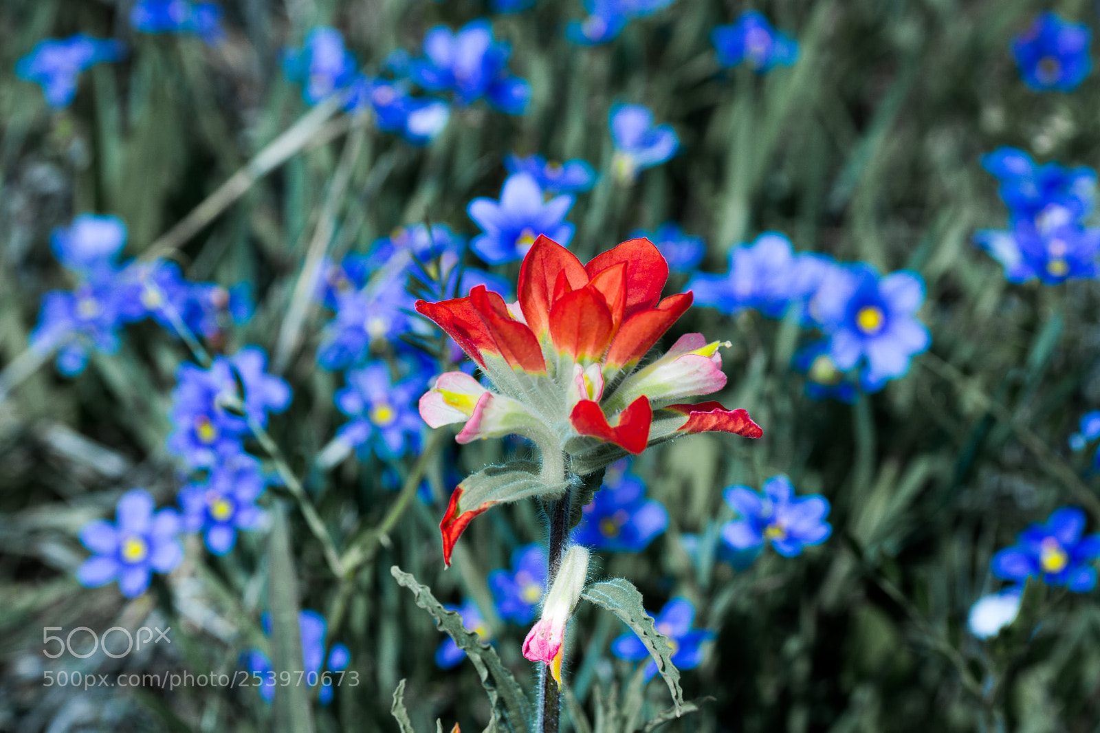 Nikon D7200 sample photo. Indian paint brush photography