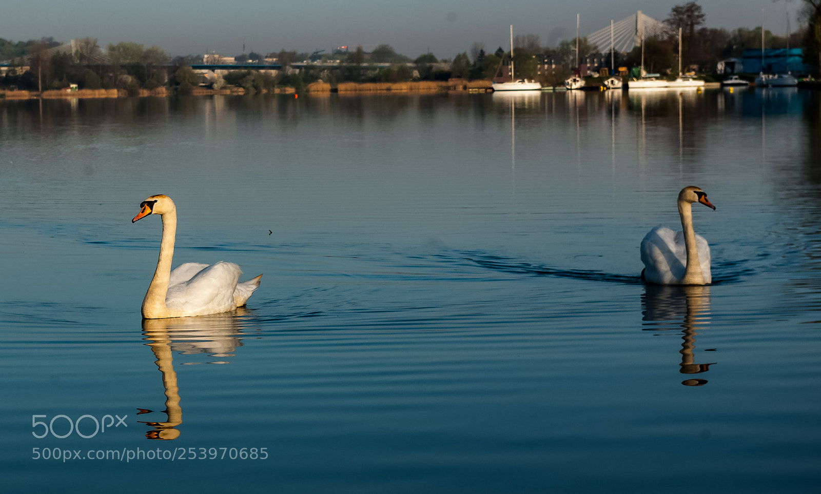 Pentax K10D sample photo. Swan photography