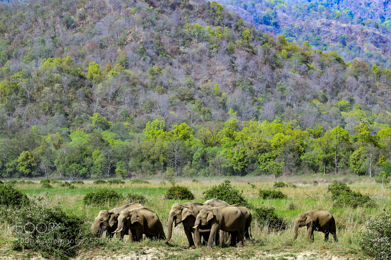 Canon EOS 50D sample photo. Indian elephant, jim corbett photography