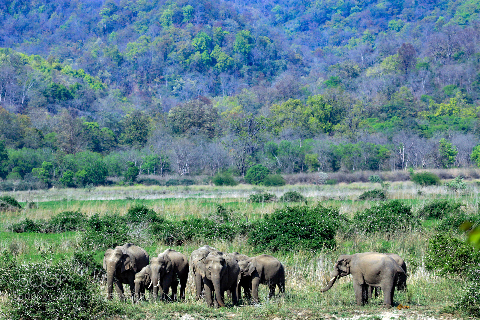 Canon EOS 50D sample photo. Indian elephant, jim corbett photography