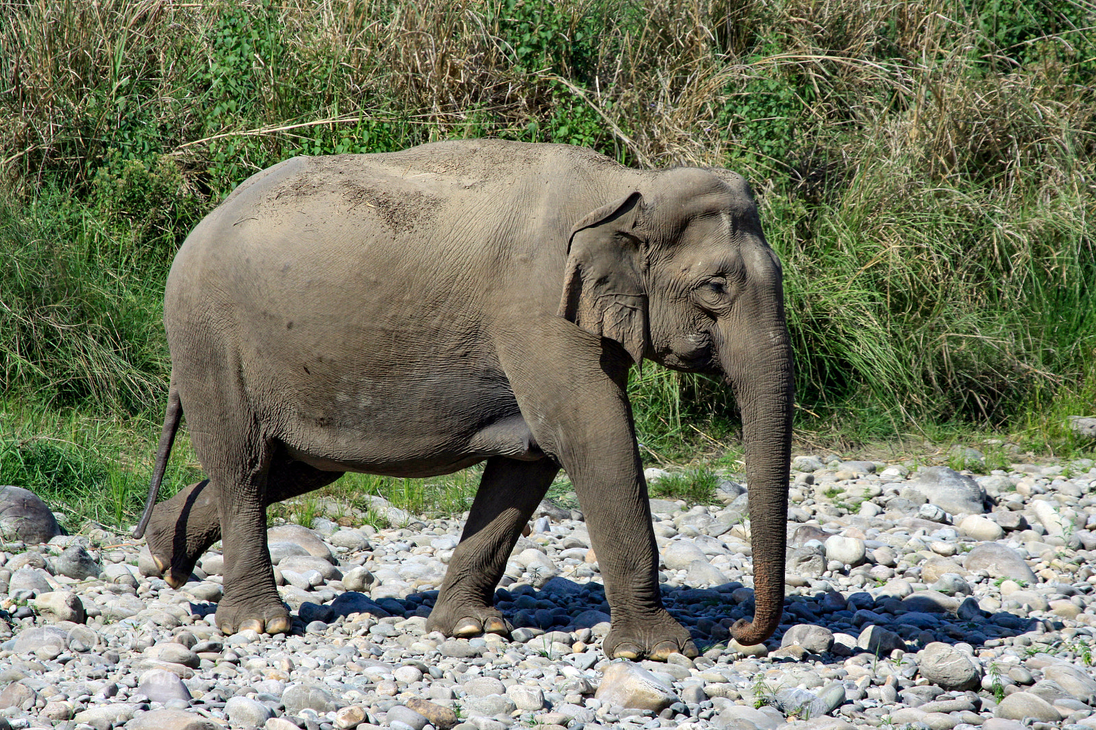 Canon EOS 50D sample photo. Indian elephant, jim corbett photography
