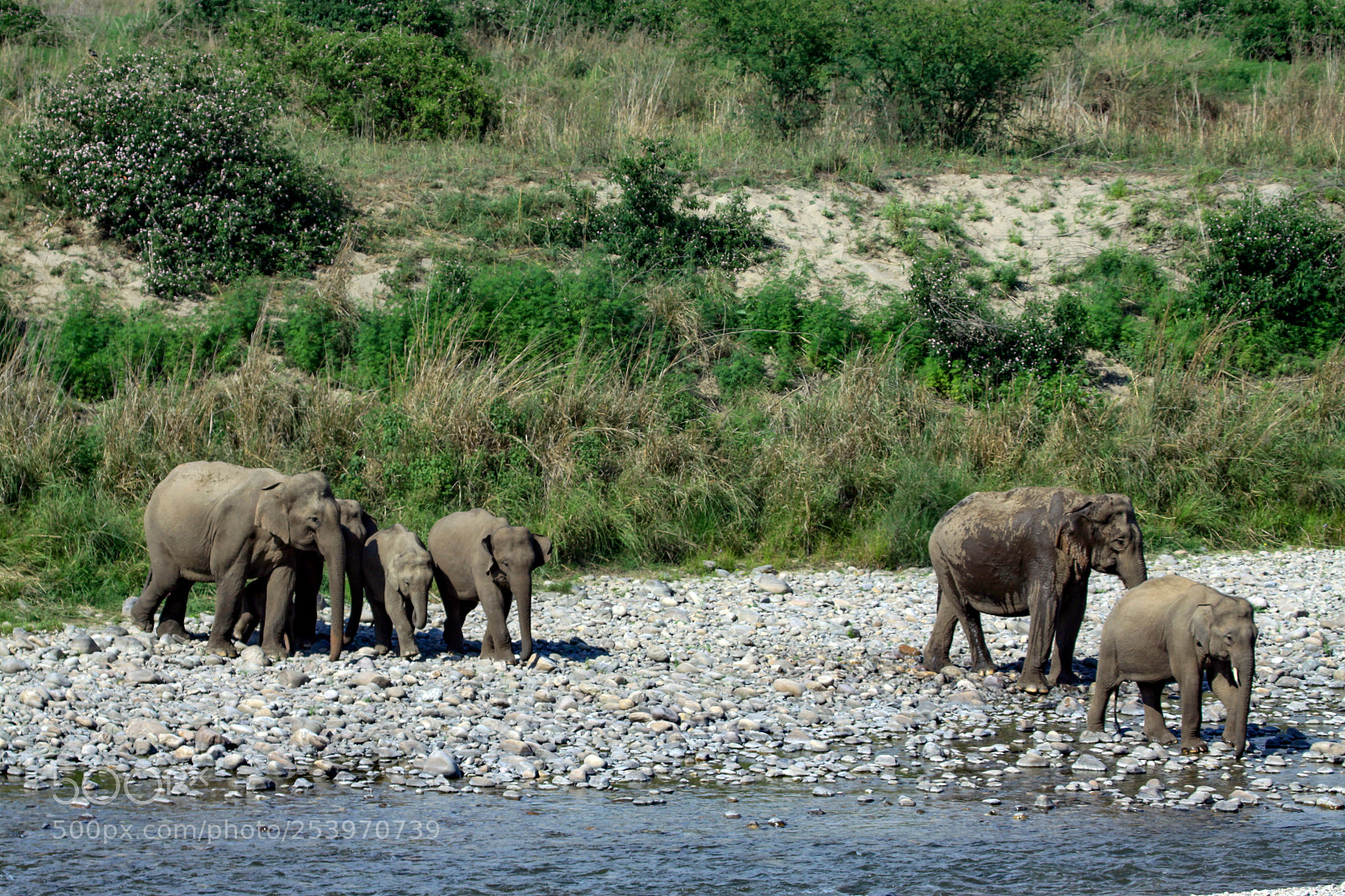 Canon EOS 50D sample photo. Indian elephant, jim corbett photography