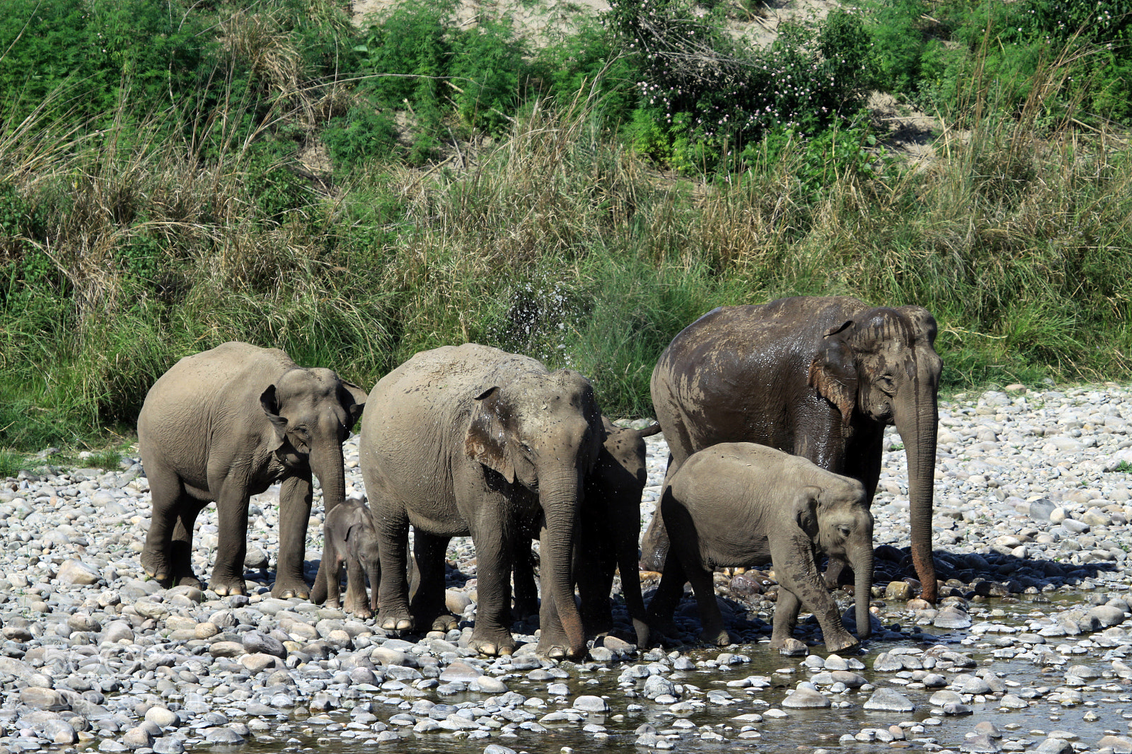 Canon EOS 50D sample photo. Indian elephant, jim corbett photography