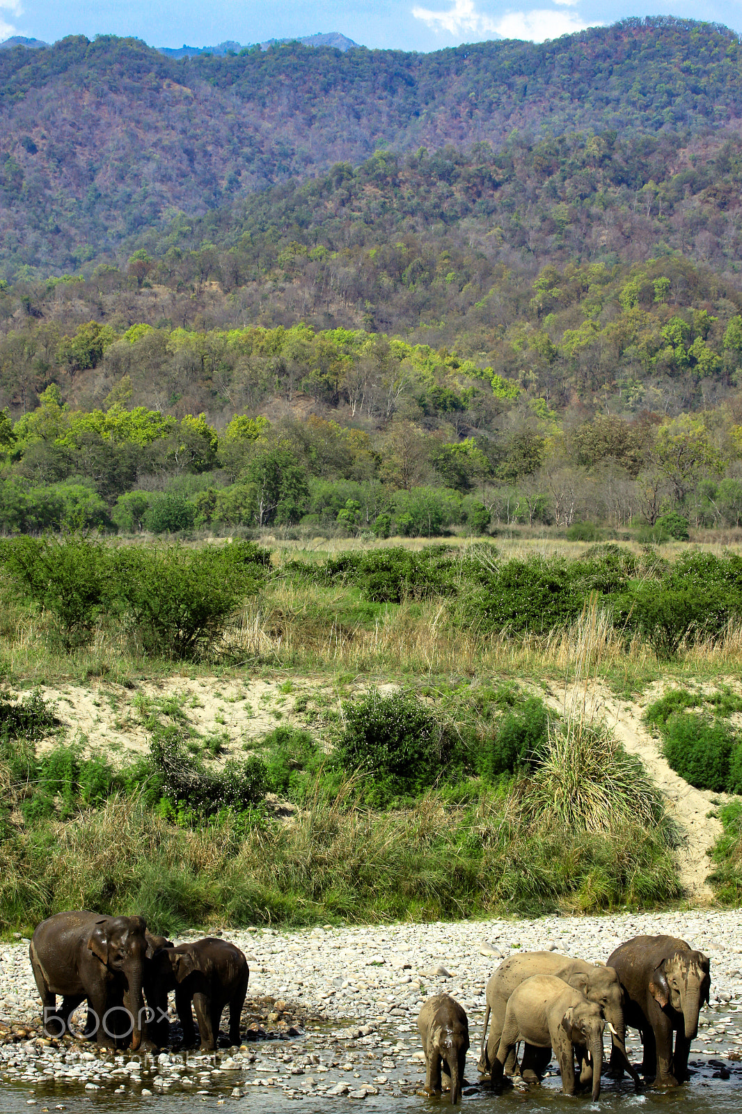 Canon EOS 50D sample photo. Indian elephant, jim corbett photography