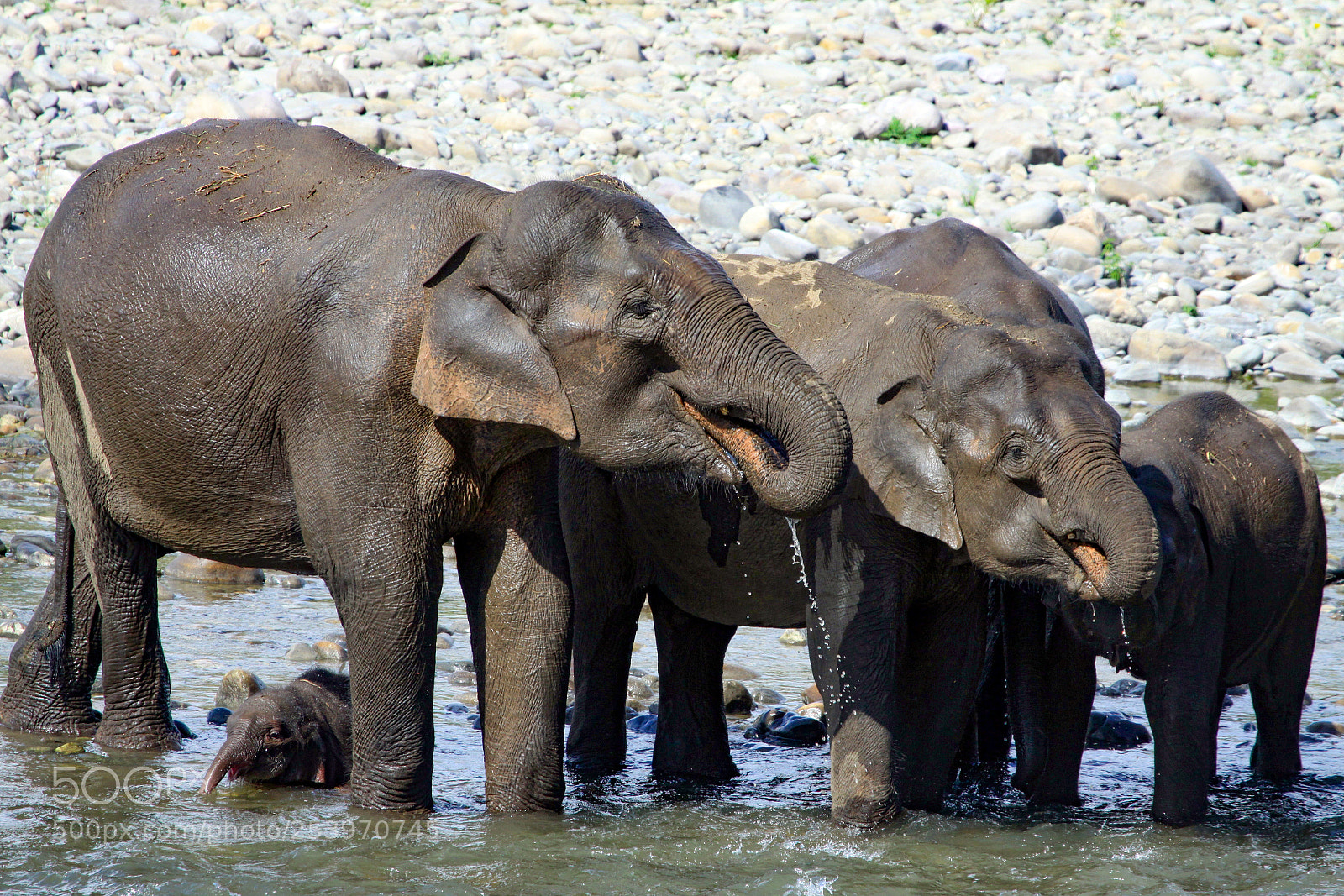 Canon EOS 50D sample photo. Indian elephant, jim corbett photography