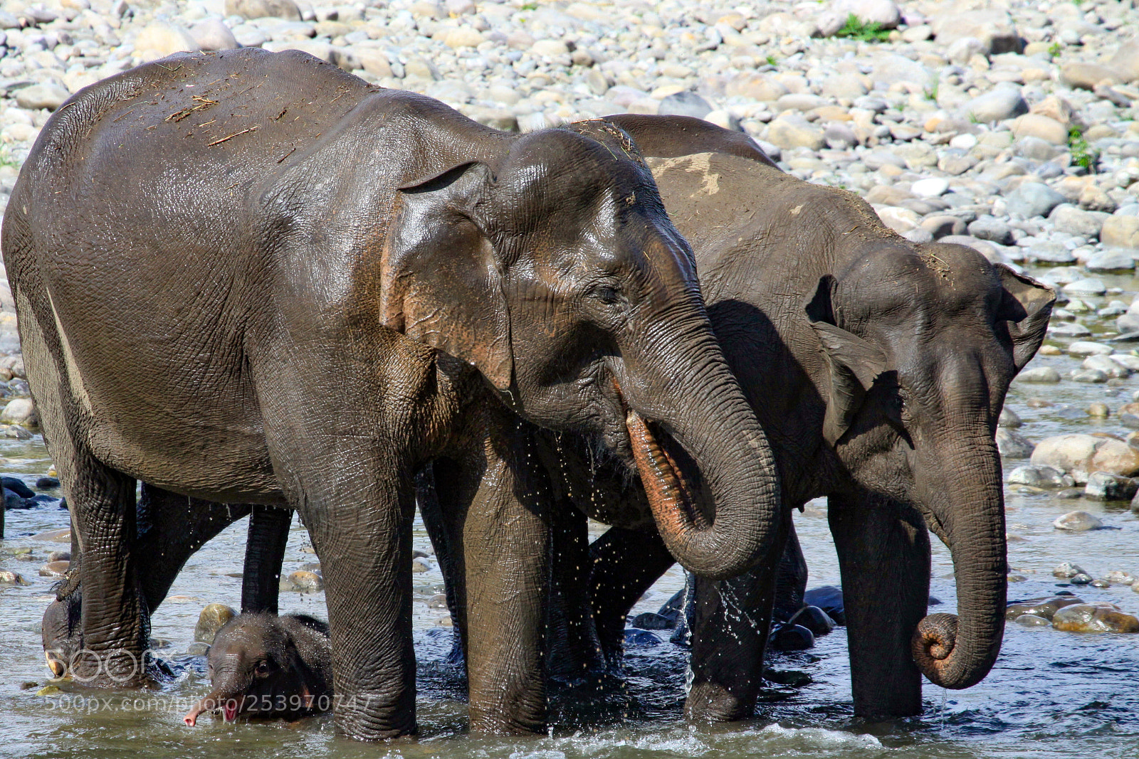 Canon EOS 50D sample photo. Indian elephant, jim corbett photography