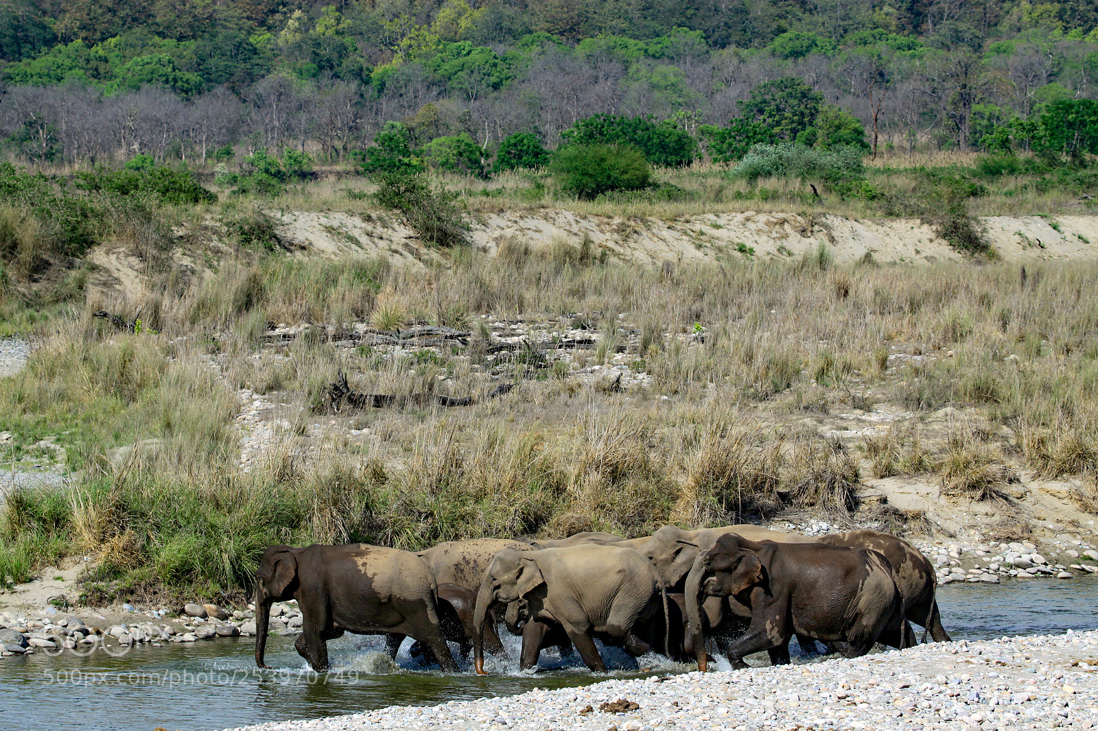 Canon EOS 50D sample photo. Indian elephant, jim corbett photography