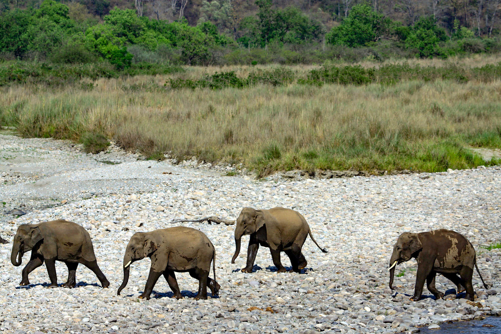 Canon EOS 50D sample photo. Indian elephant, jim corbett photography