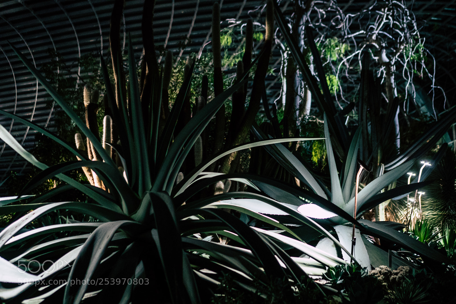 Sony a6300 sample photo. Agave photography