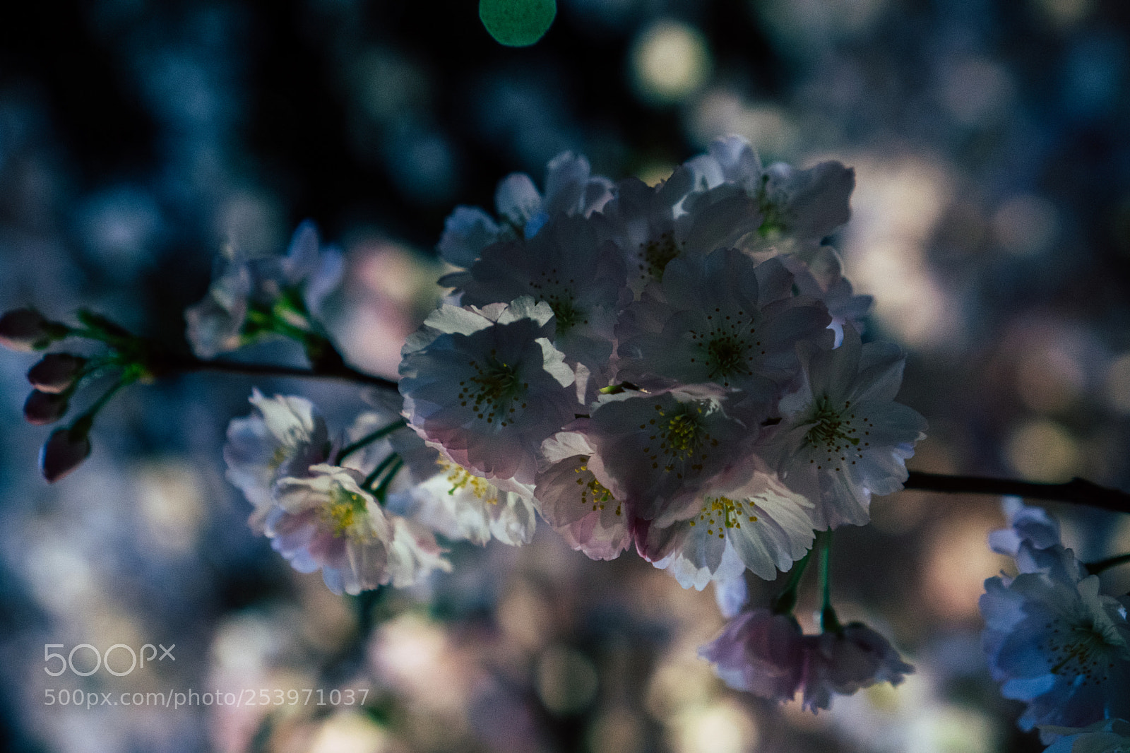 Sony a6300 sample photo. Bloom photography