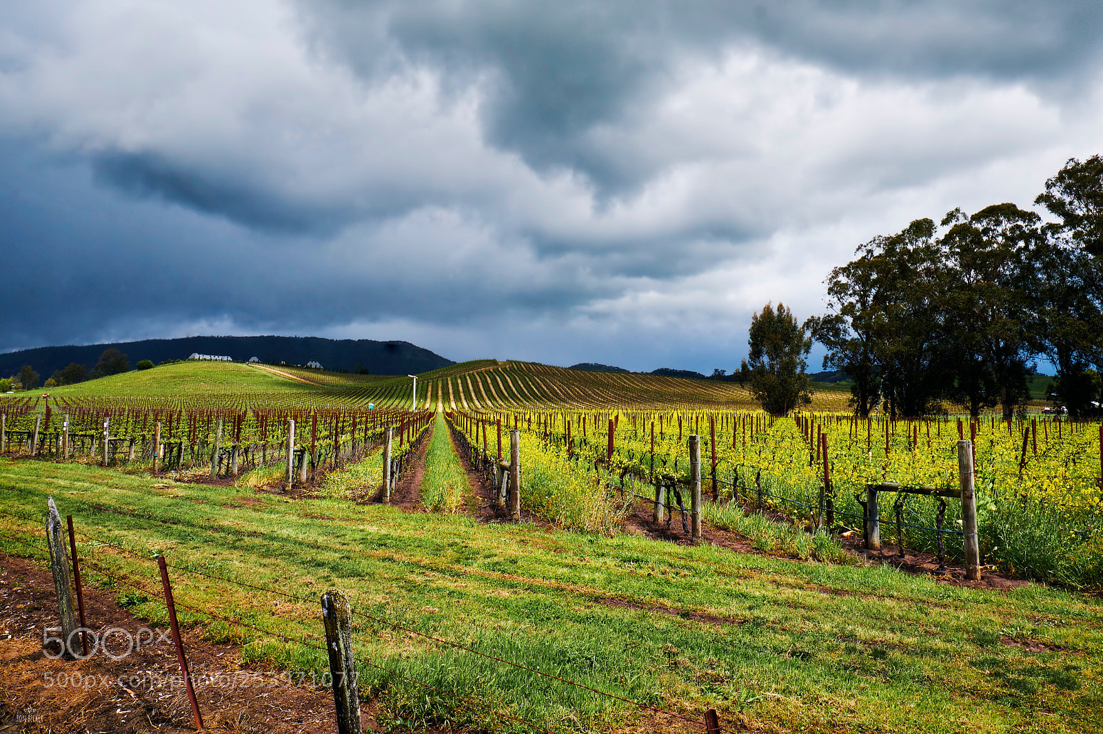Fujifilm X-T2 sample photo. Yellow fields cloudy skies photography
