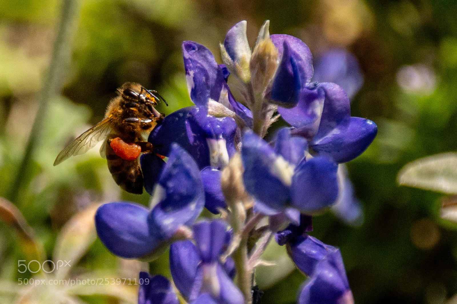 Nikon D7100 sample photo. Bees gathering pollen 1 photography