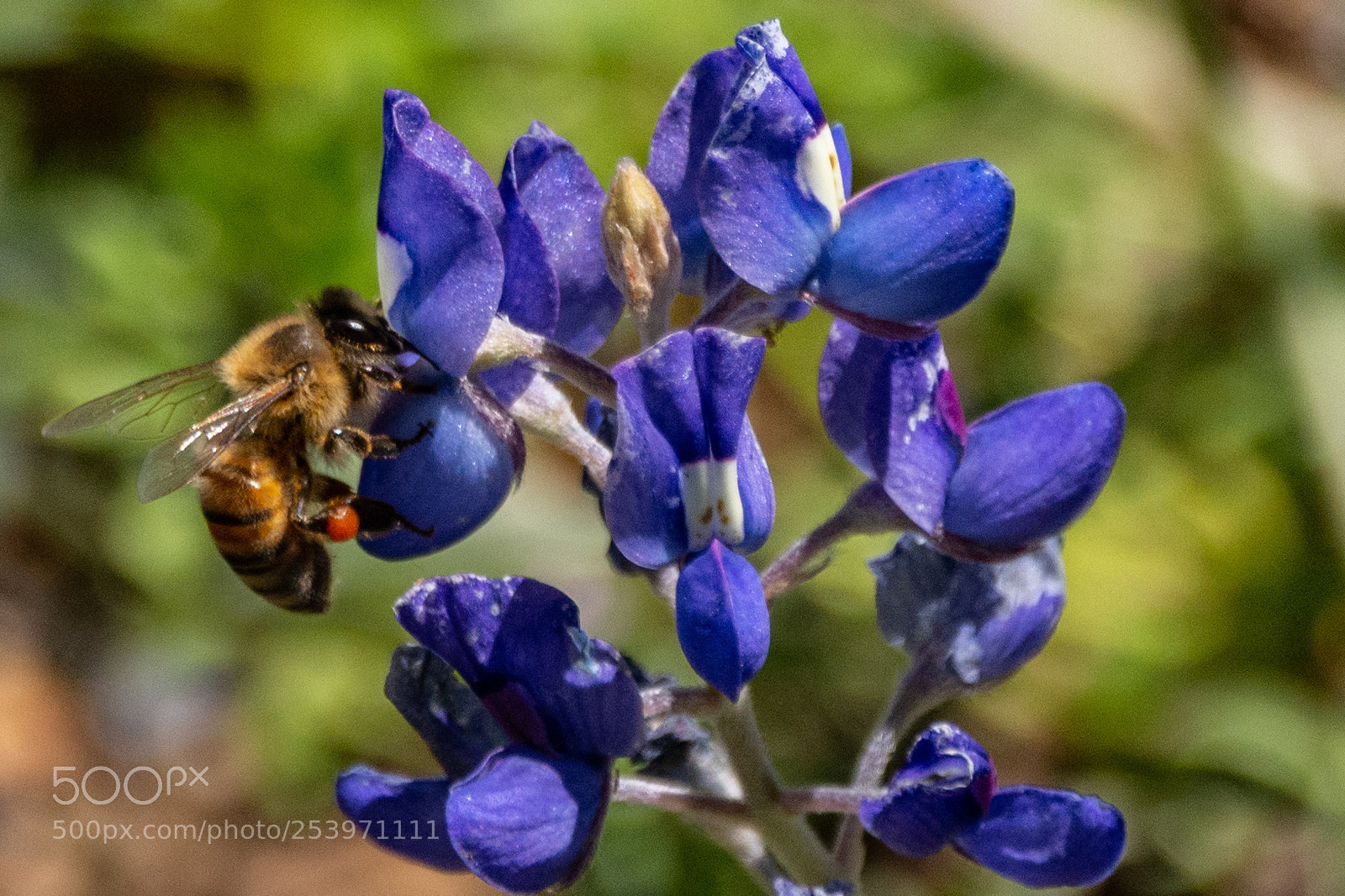 Nikon D7100 sample photo. Bees gathering pollen 2 photography