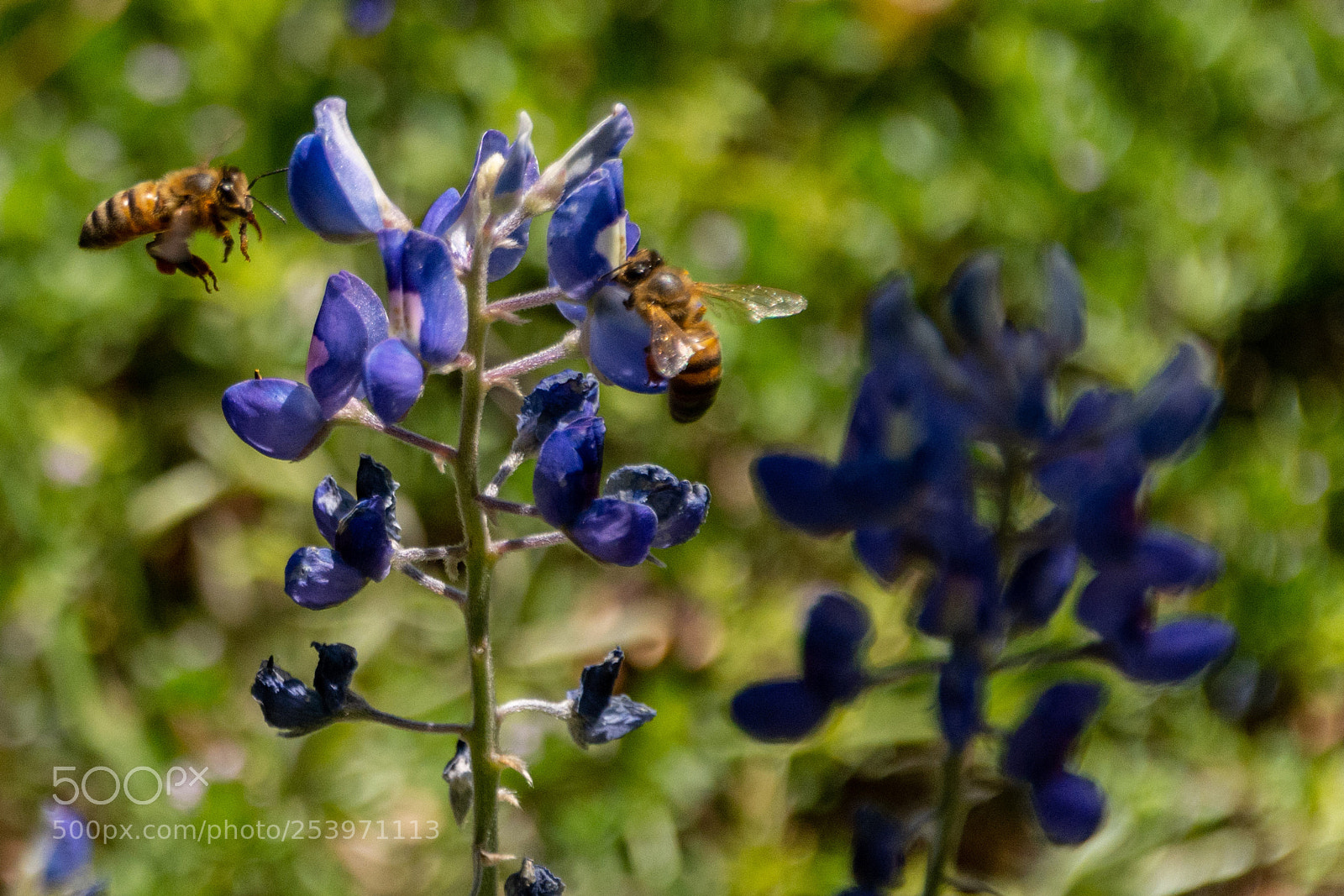 Nikon D7100 sample photo. Bees gathering pollen 3 photography
