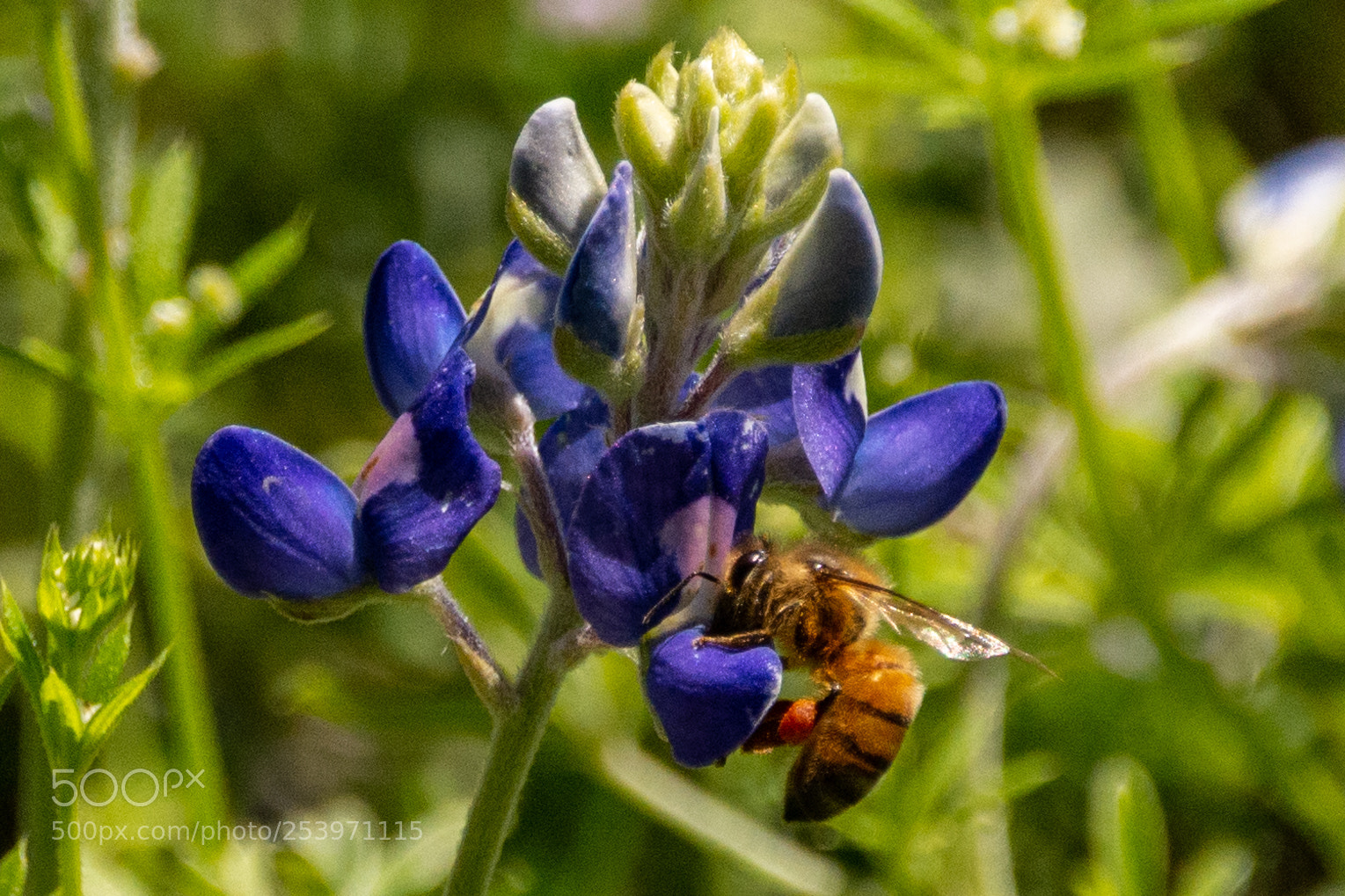 Nikon D7100 sample photo. Bees gathering pollen 4 photography