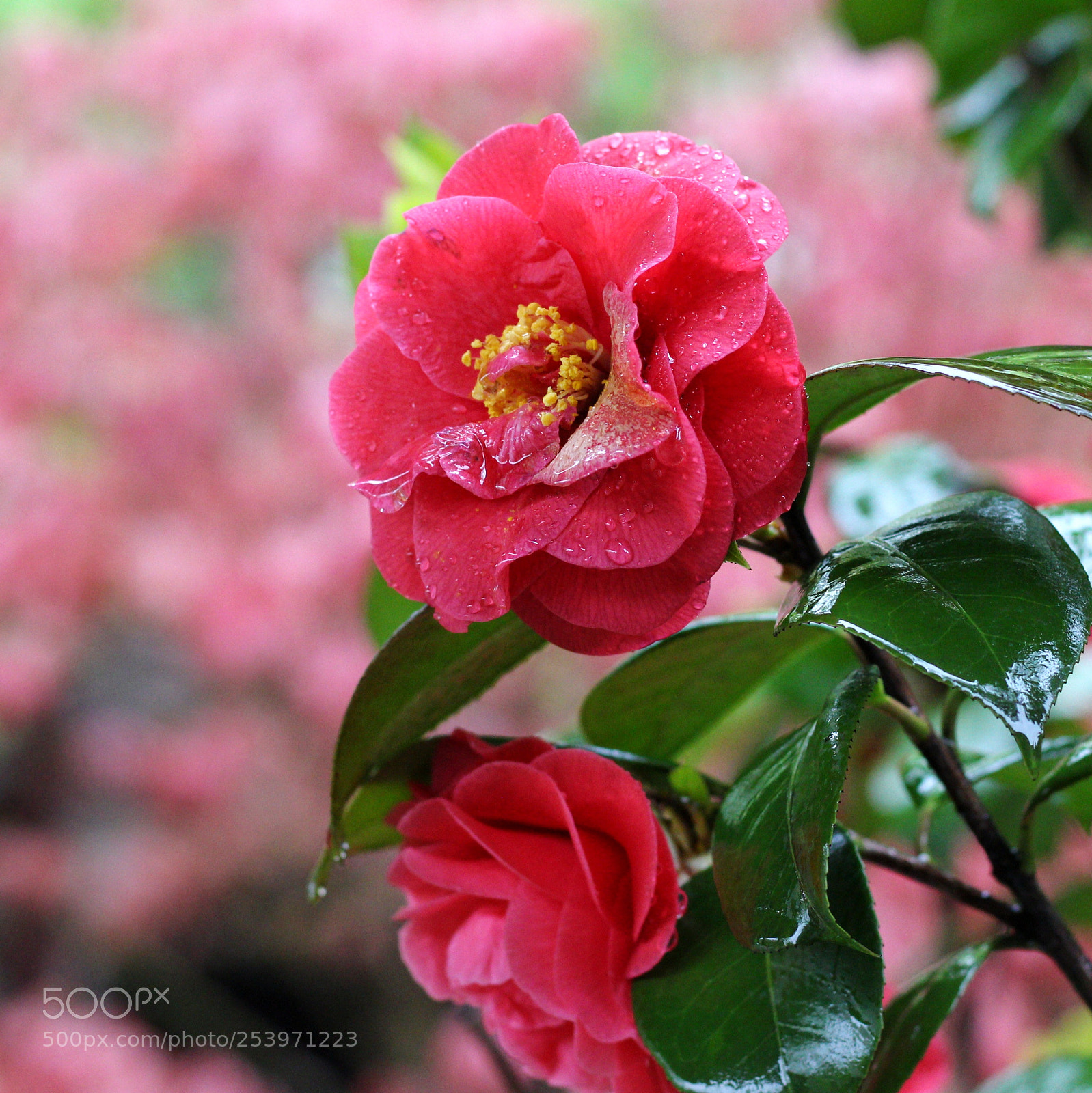 Canon EOS 100D (EOS Rebel SL1 / EOS Kiss X7) sample photo. 山茶花 photography