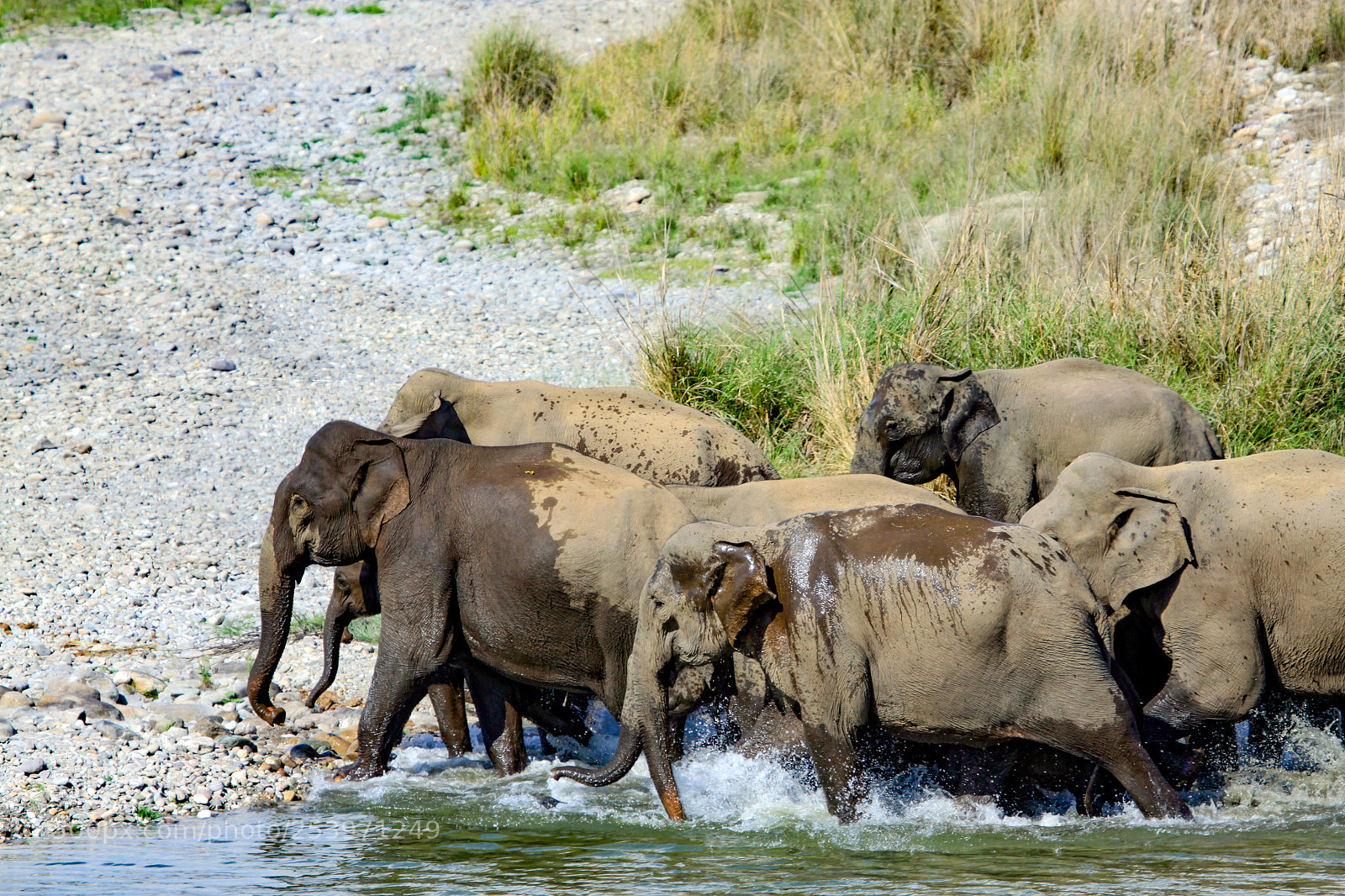 Canon EOS 50D sample photo. Indian elephant, jim corbett photography