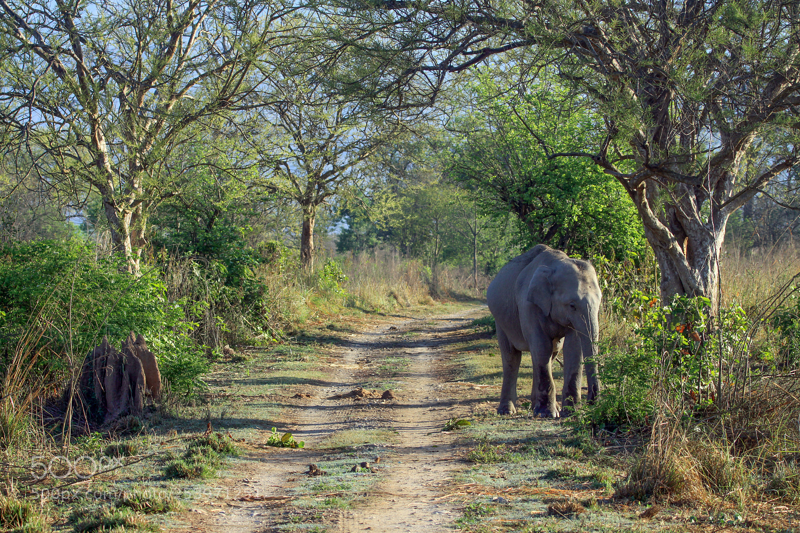 Canon EOS 50D sample photo. Indian elephant, jim corbett photography