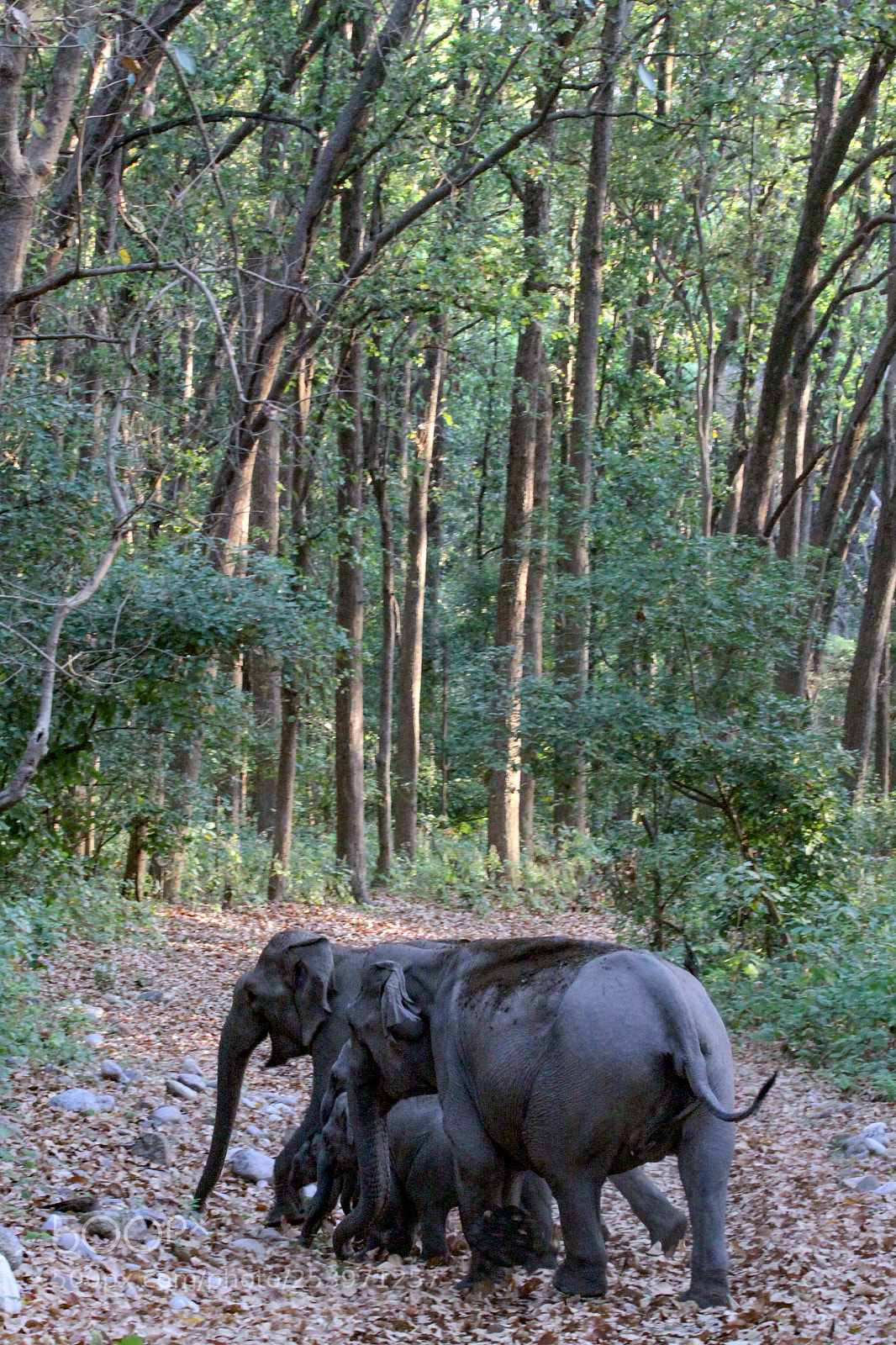 Canon EOS 50D sample photo. Indian elephant, jim corbett photography