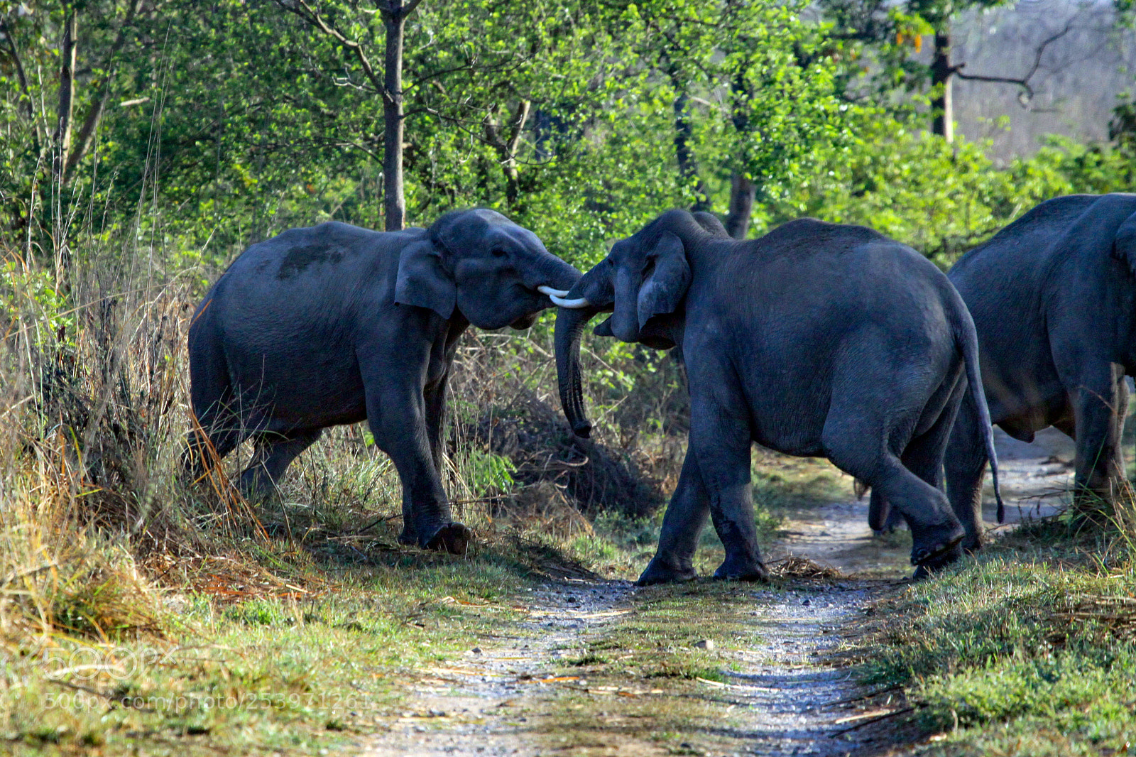 Canon EOS 50D sample photo. Indian elephant, jim corbett photography