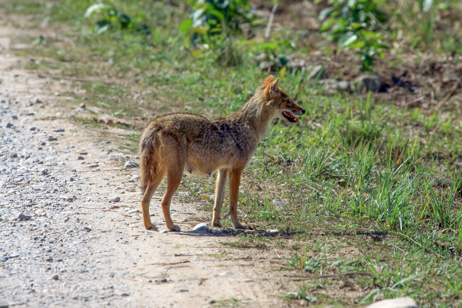 Canon EOS 50D sample photo. Golden jackal, jim corbett photography