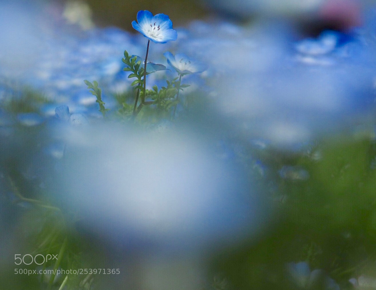 Olympus OM-D E-M1 sample photo. Blue garden photography