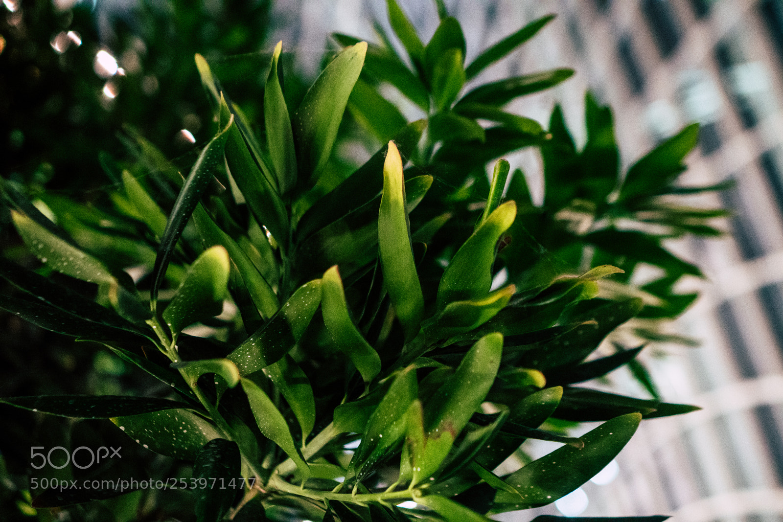 Sony a6300 sample photo. Green dew photography
