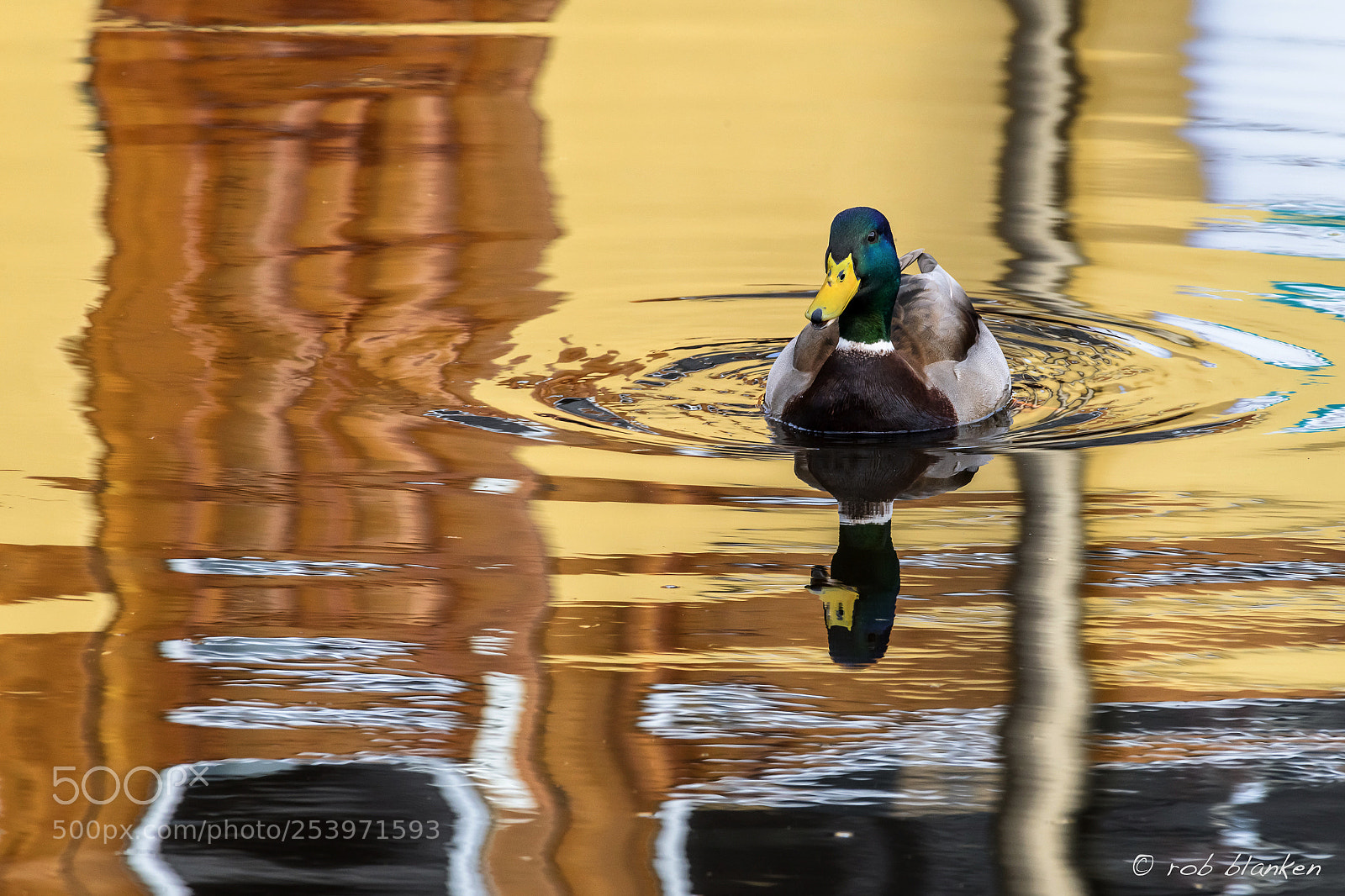 Nikon D850 sample photo. Reflection (9) photography
