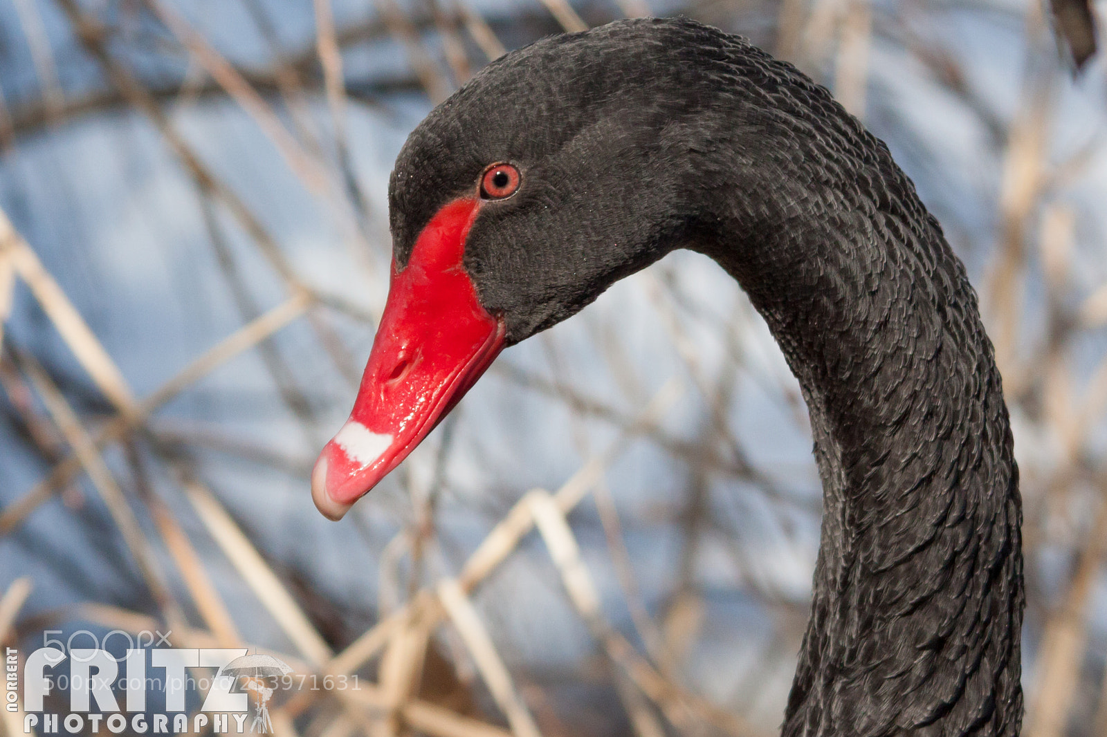 Canon EOS 50D sample photo. Trauerschwan oder schwarzschwan im photography