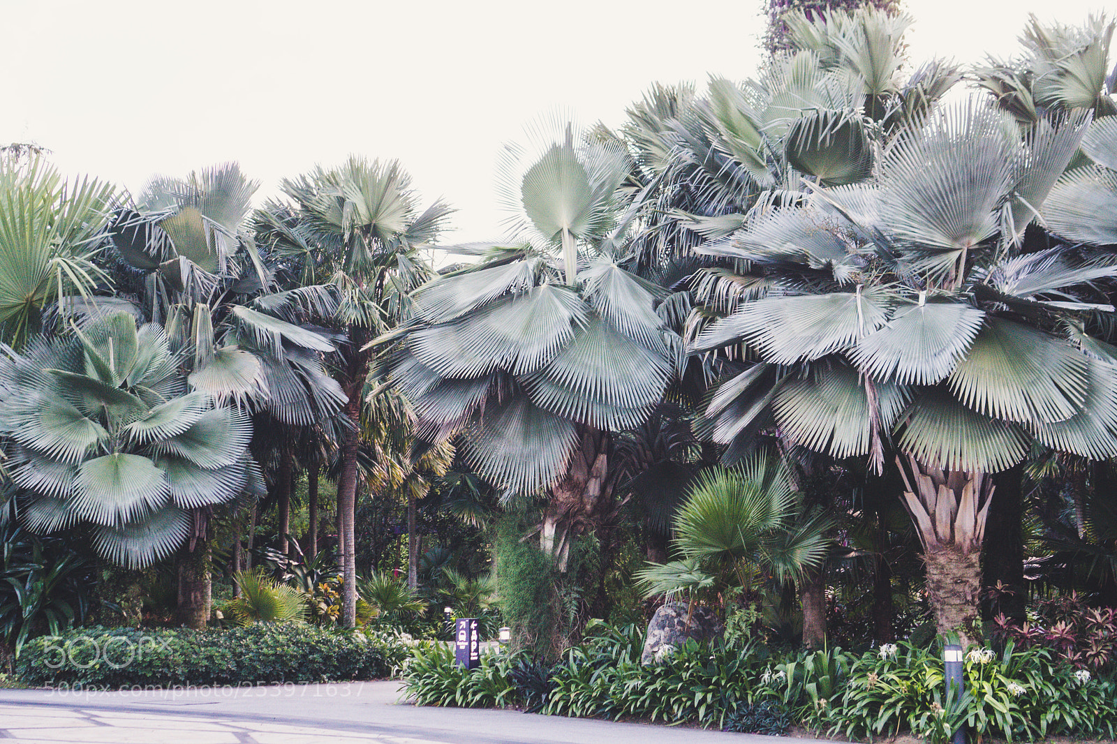 Sony a6300 sample photo. Jungle plants photography