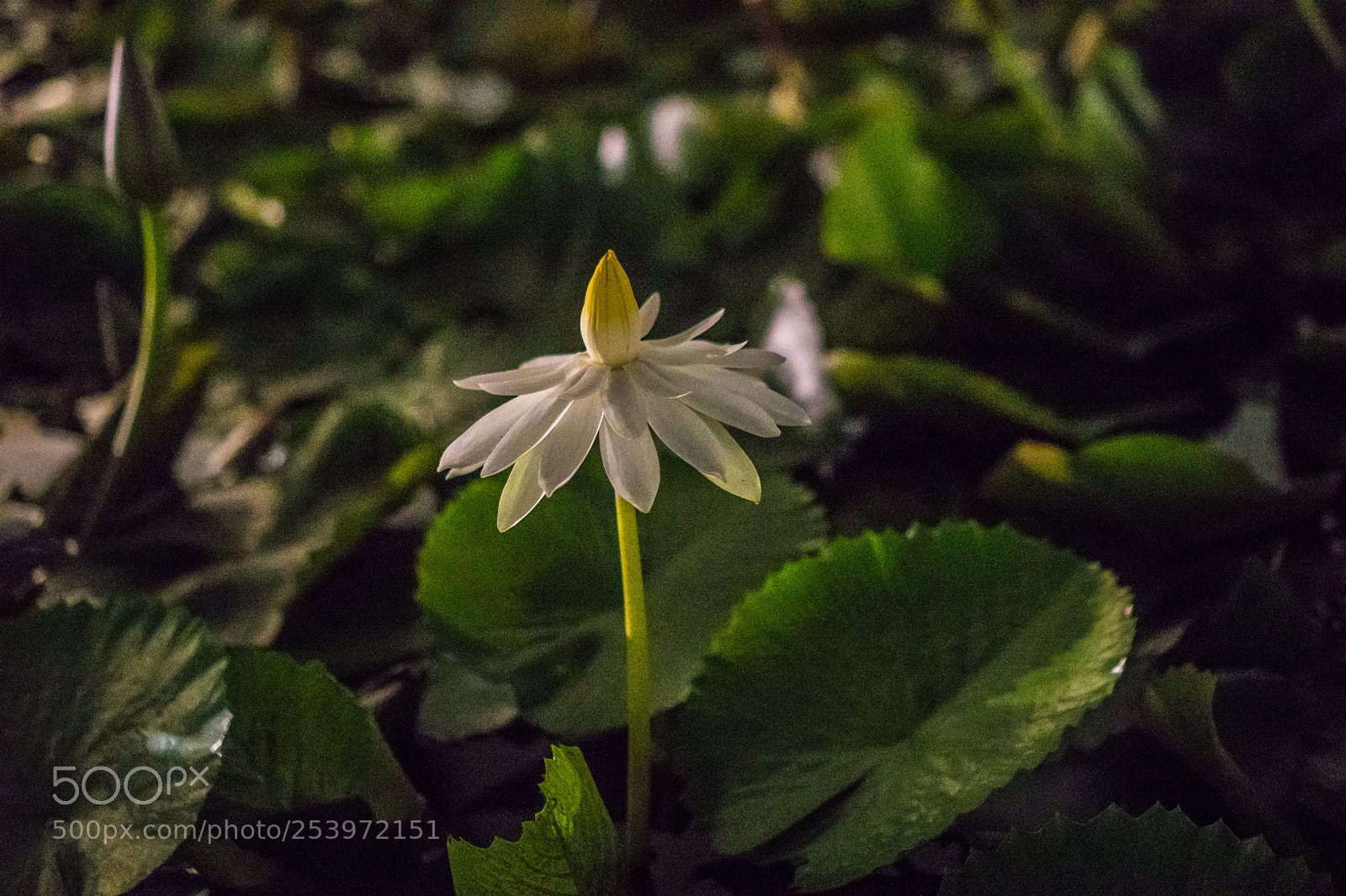 Sony a6300 sample photo. Night bloom photography