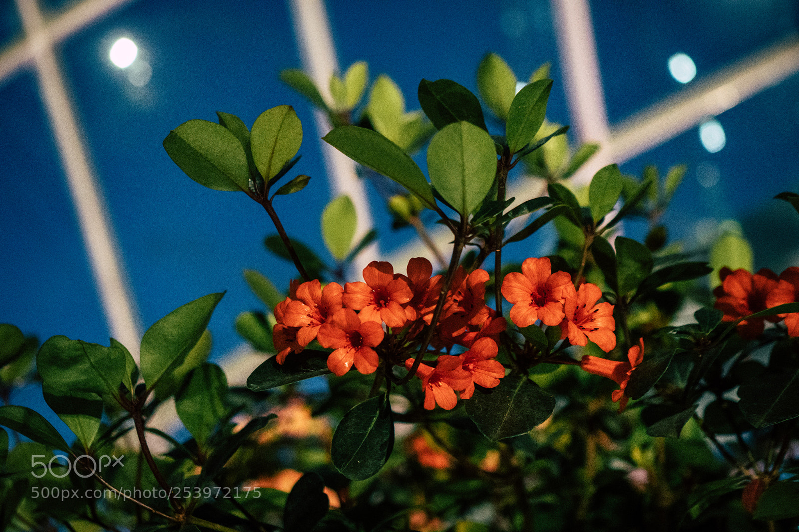 Sony a6300 sample photo. Orange petals photography