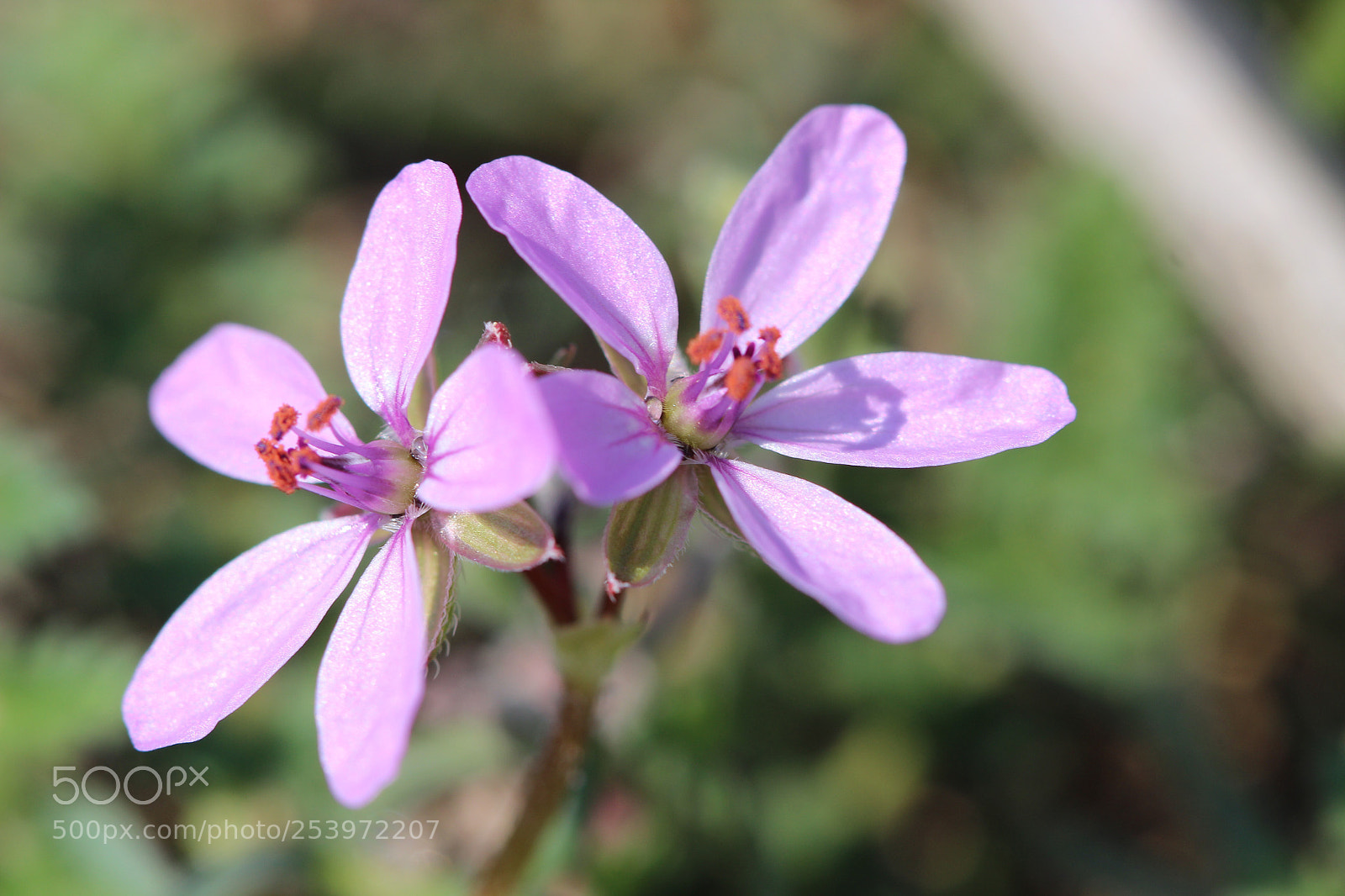Canon EOS 600D (Rebel EOS T3i / EOS Kiss X5) sample photo. Tiny twins photography