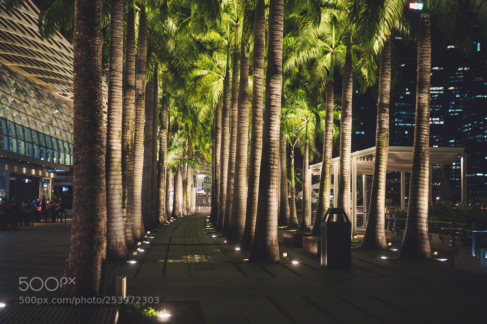 Sony a6300 sample photo. Palm trees at night photography