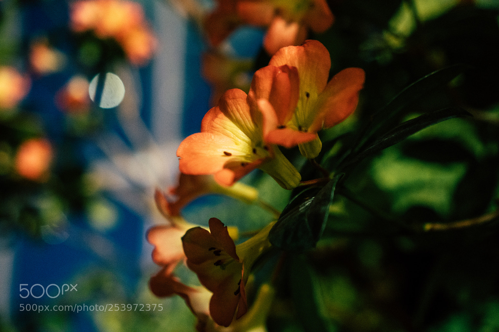Sony a6300 sample photo. Petals photography